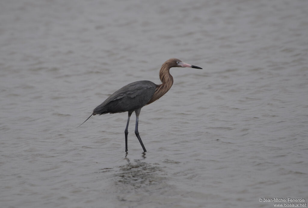 Reddish Egret