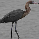 Aigrette roussâtre