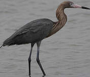 Aigrette roussâtre