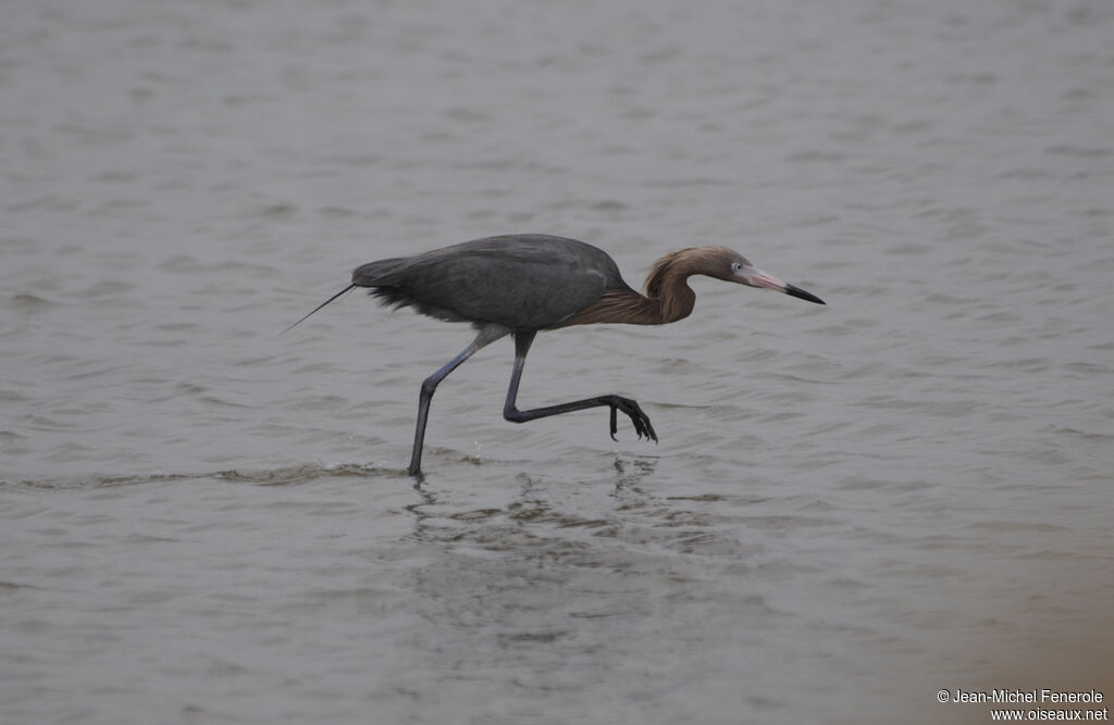 Reddish Egret