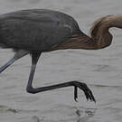 Aigrette roussâtre