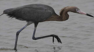 Reddish Egret