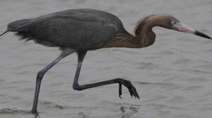 Aigrette roussâtre