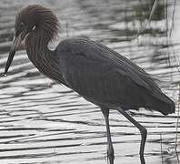 Reddish Egret