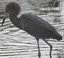 Aigrette roussâtre