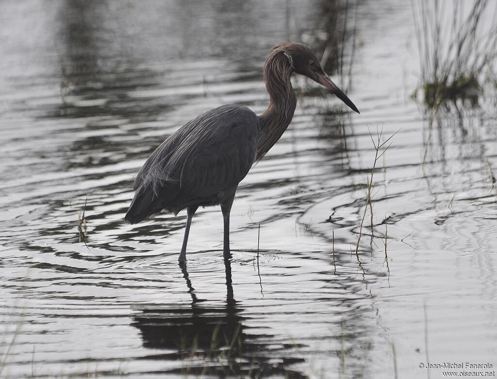 Aigrette roussâtre