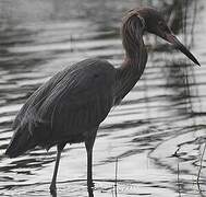 Reddish Egret