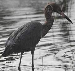 Aigrette roussâtre