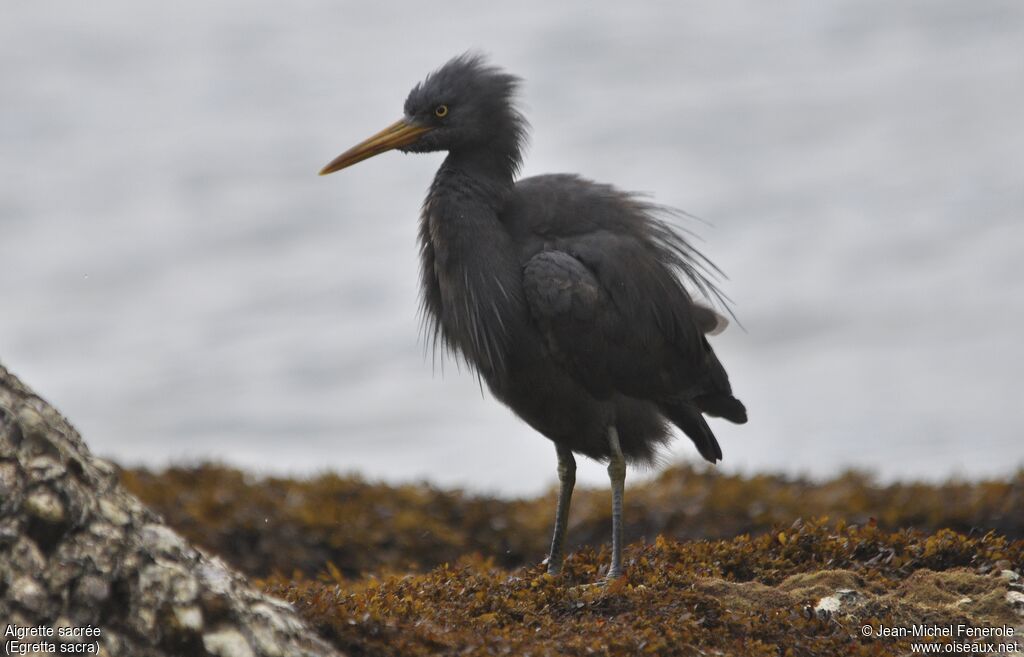 Pacific Reef Heron