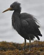 Pacific Reef Heron