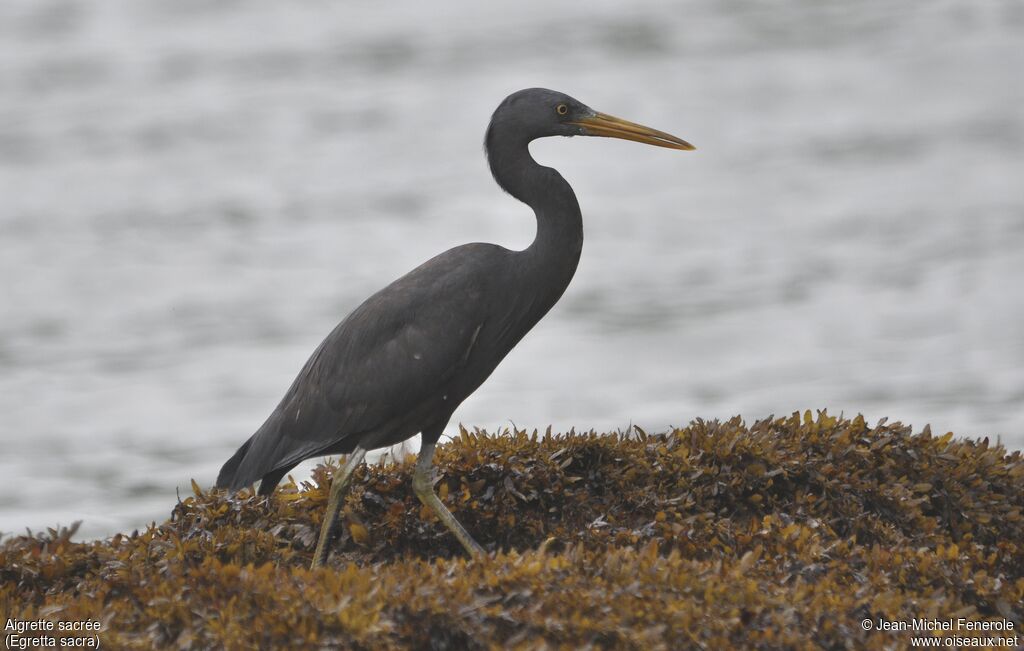 Aigrette sacrée