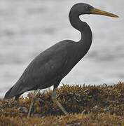 Pacific Reef Heron