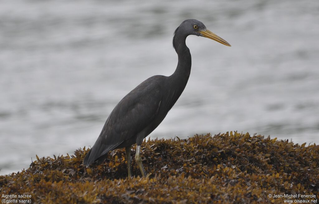 Aigrette sacrée