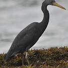 Aigrette sacrée