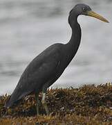 Pacific Reef Heron