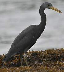 Aigrette sacrée