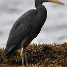 Aigrette sacrée