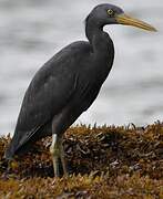 Pacific Reef Heron