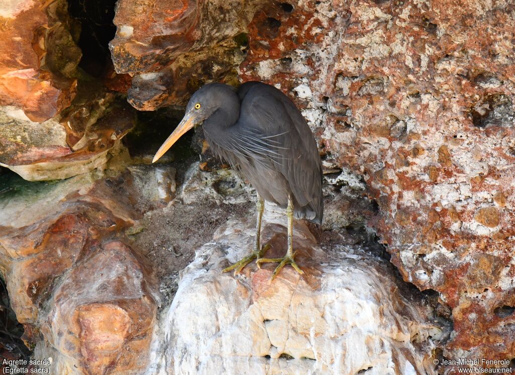 Pacific Reef Heron