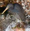 Aigrette sacrée