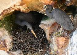 Pacific Reef Heron