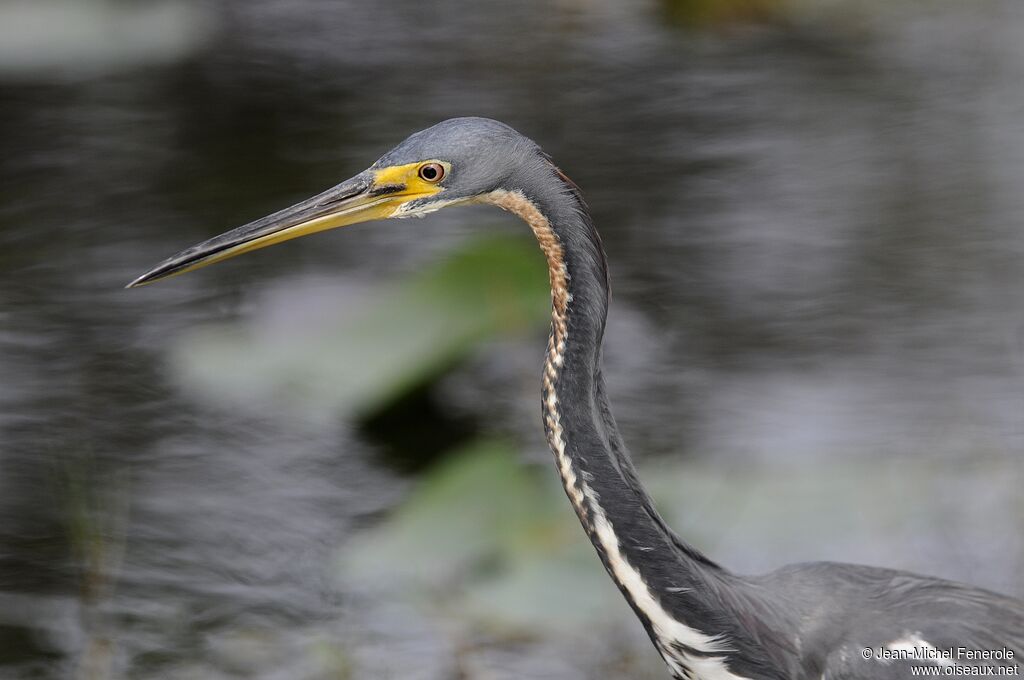 Aigrette tricolore