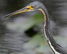 Aigrette tricolore