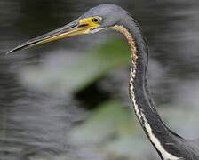 Tricolored Heron