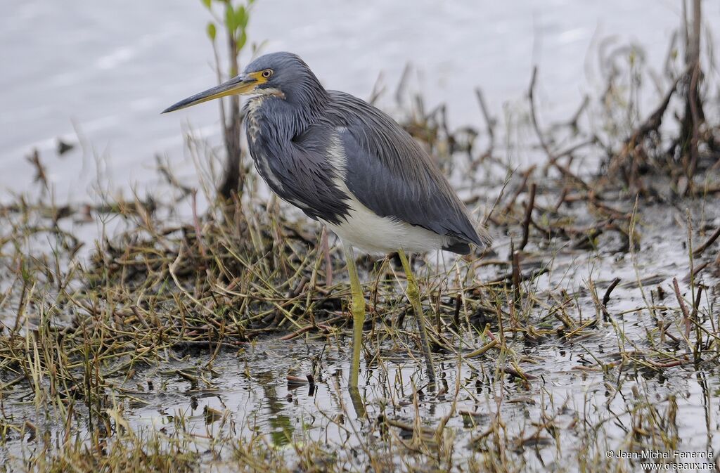 Aigrette tricolore