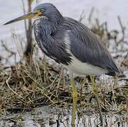 Tricolored Heron