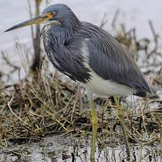 Aigrette tricolore