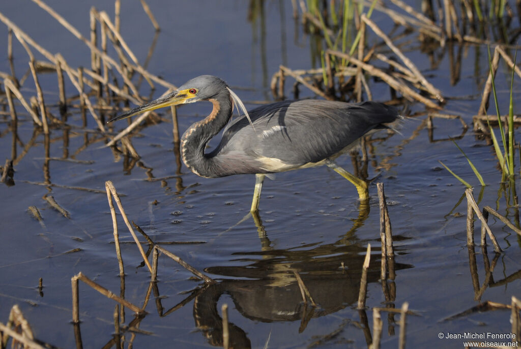 Tricolored Heron