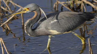 Tricolored Heron