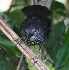 Alapi paludicole