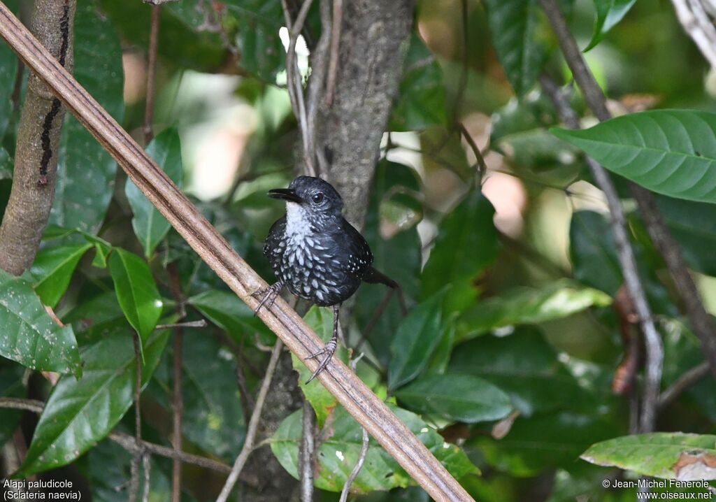 Silvered Antbird