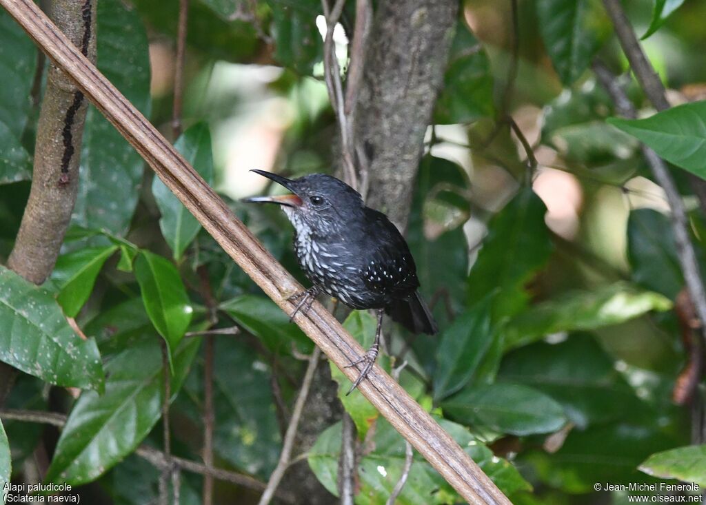 Silvered Antbird
