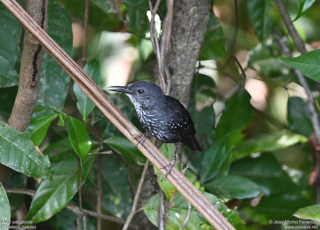 Alapi paludicole