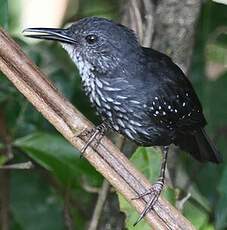 Alapi paludicole