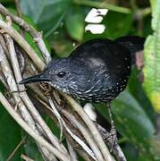 Alapi paludicole