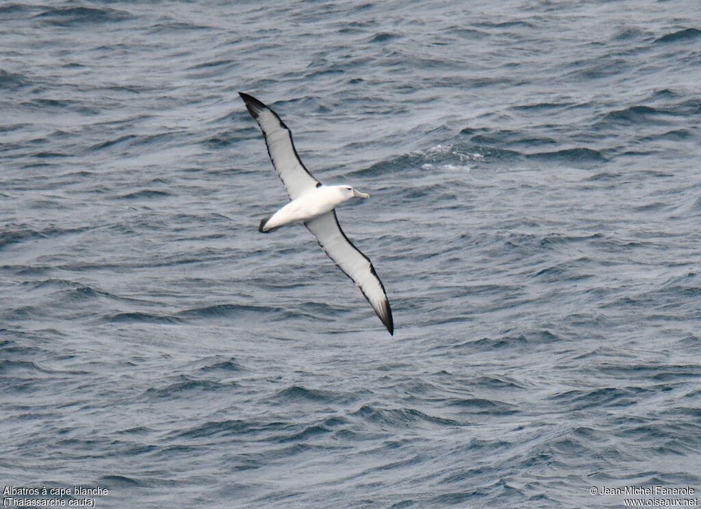 Albatros à cape blanche