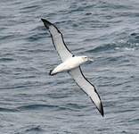 Albatros à cape blanche