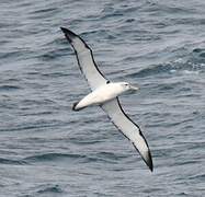 Shy Albatross