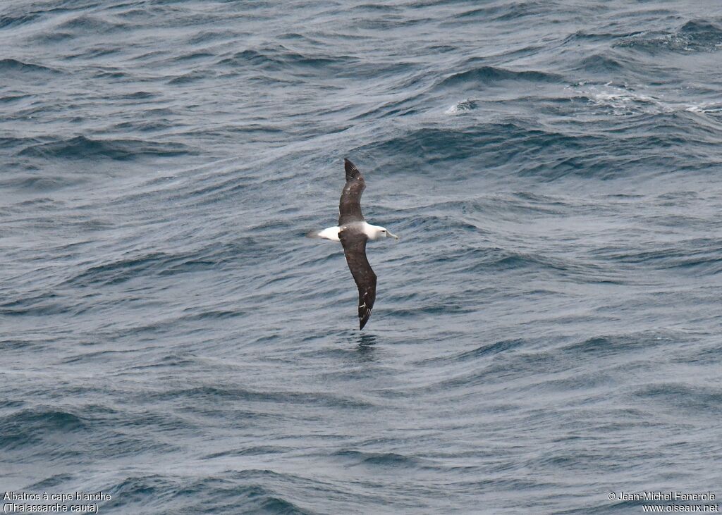 Albatros à cape blanche