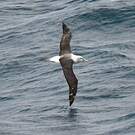 Albatros à cape blanche