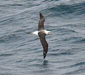 Albatros à cape blanche