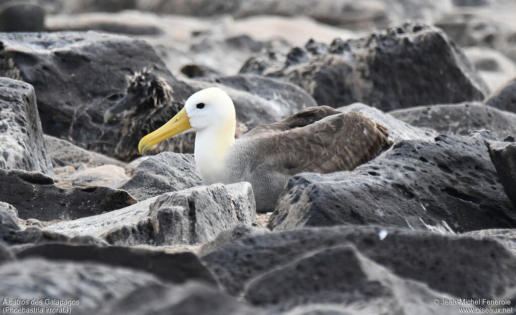 Albatros des Galapagos