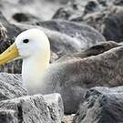Albatros des Galapagos