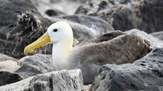 Albatros des Galapagos