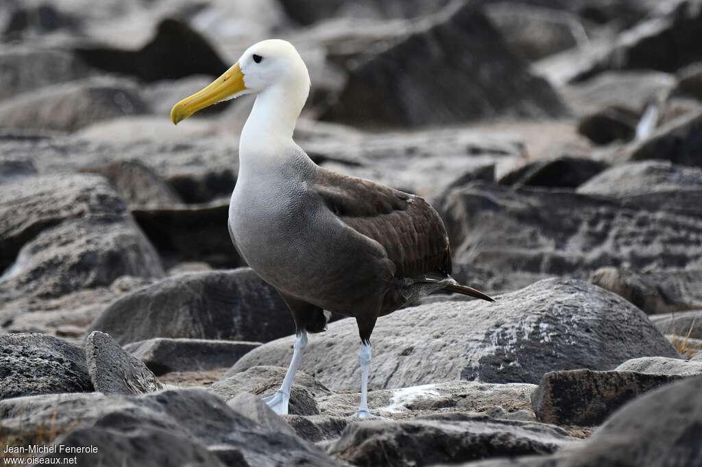 Waved Albatrossadult, identification