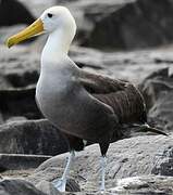 Albatros des Galapagos